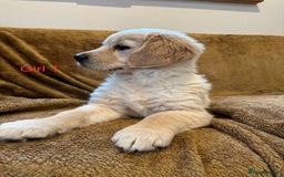 Golden Retriever dogs for sale: KC Registered Golden Retriver Puppies - Image 19