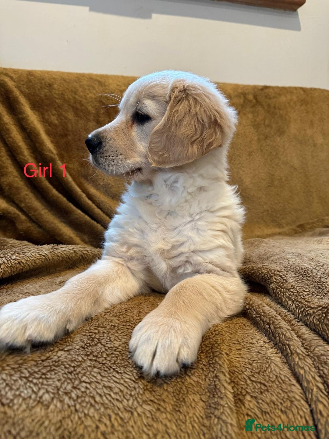 Golden Retriever dogs for sale: KC Registered Golden Retriver Puppies - Image 19