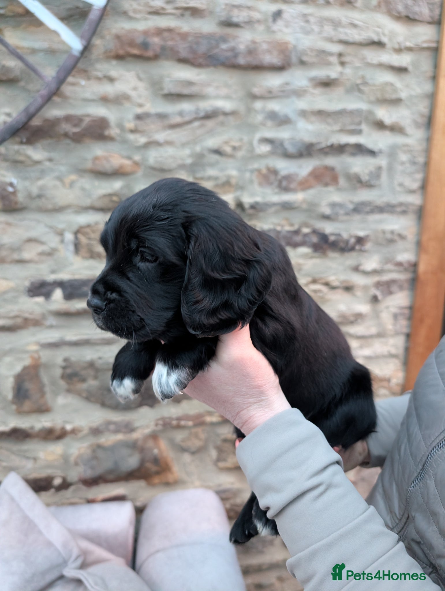 Sprocker dogs Sprockers  - Advert 1