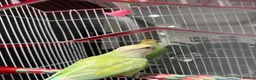 Lovebirds birds for sale: Pair of love birds with cage - Advert 4