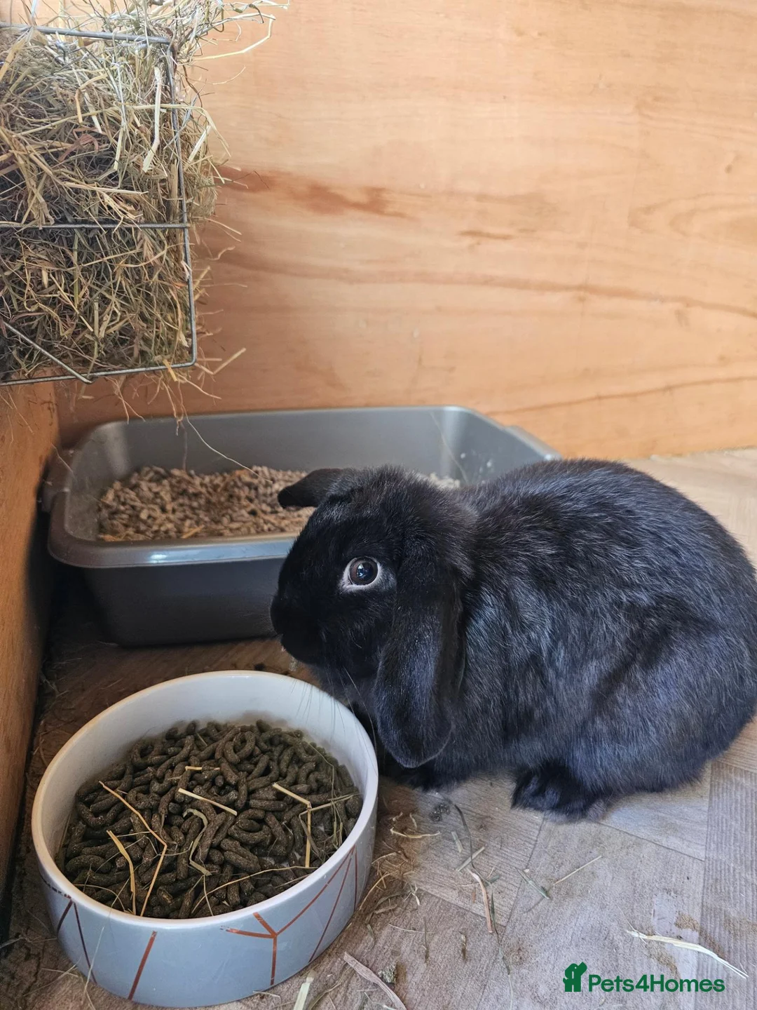 Mini Lop rabbits for sale: Beautiful mini lop male - Advert 2