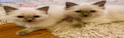 Ragdoll cats for sale: Adorable Ragdolls  - Advert 24