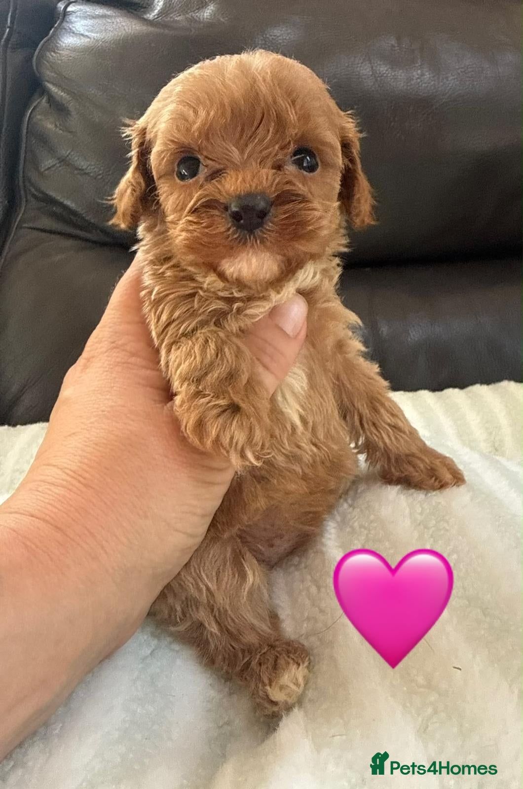 Maltipoo dogs ❤️ The best of both Asian Cavamaltipoo ❤️ - Advert 1