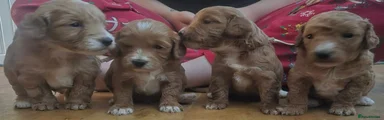 Cockapoo 4