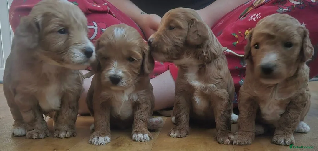 Cockapoo dogs for sale: Cockapoo boys ready to leave in 2 weeks - Advert 16