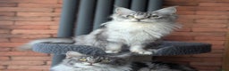 Maine Coon cats for sale: Maine coon females  - Advert 11
