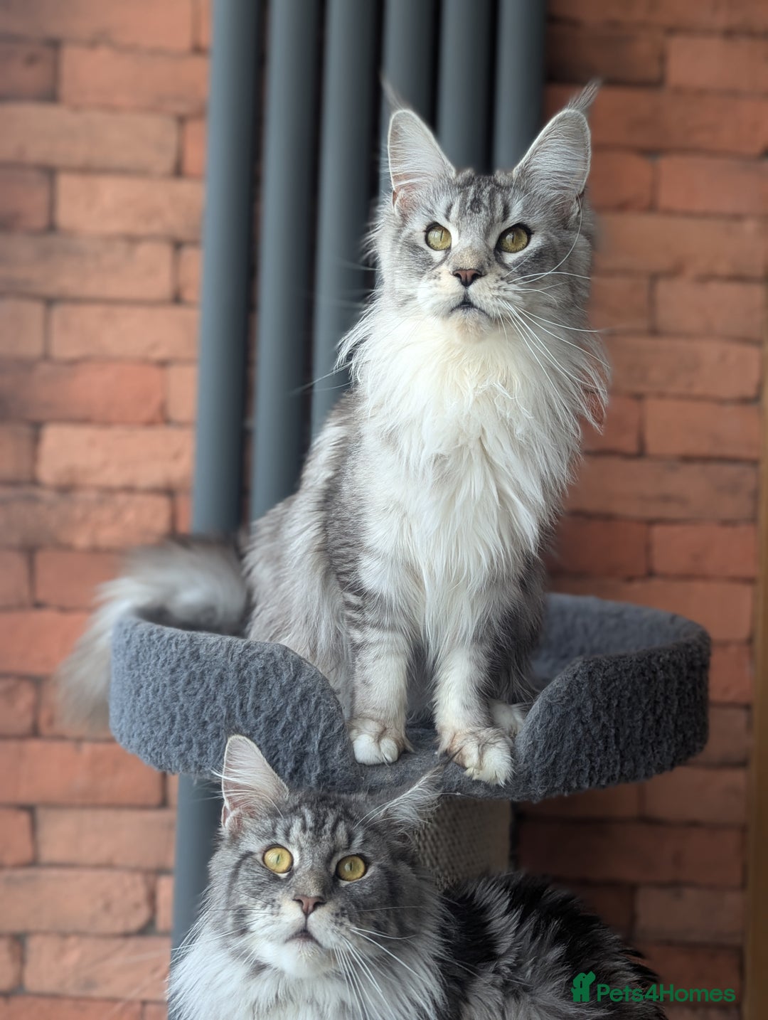 Maine Coon cats for sale: Maine coon females  - Advert 11