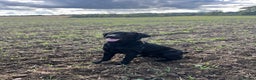 Labrador Retriever dogs for stud: Stud Dog available - Advert 1