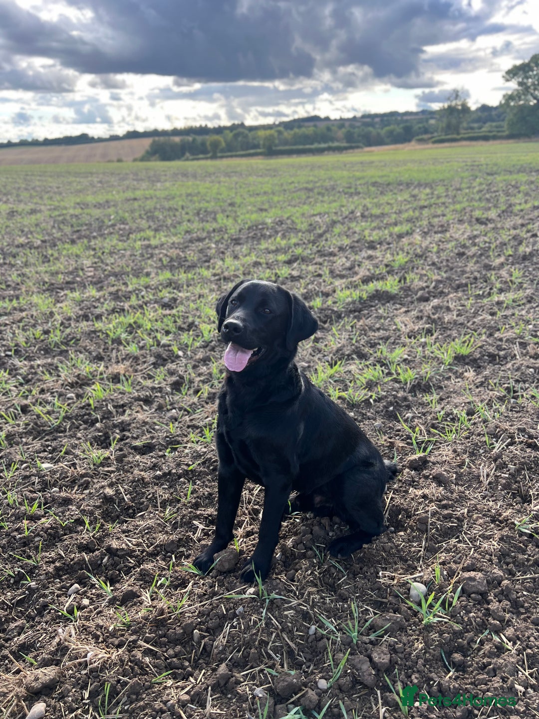 Labrador Retriever dogs for stud: Stud Dog available - Advert 1