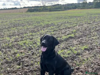 Labrador Retriever dogs Stud Dog available - Advert 18
