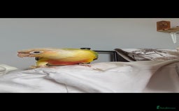 Conures birds for sale: Lovely pineapple conure - full cage set up - Image 3