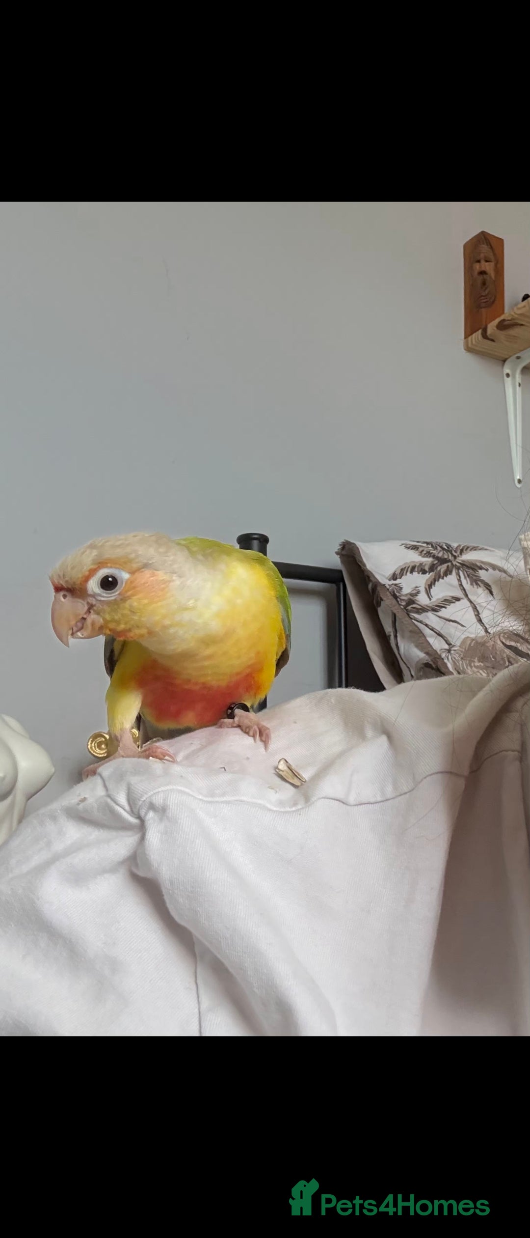 Conures birds for sale: Lovely pineapple conure - full cage set up - Image 3