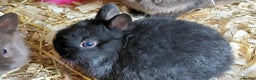 Netherland Dwarf rabbits for sale: Netherland dwarf BLACK & A CHOC BUCK  TO RESERVE  - Advert 15