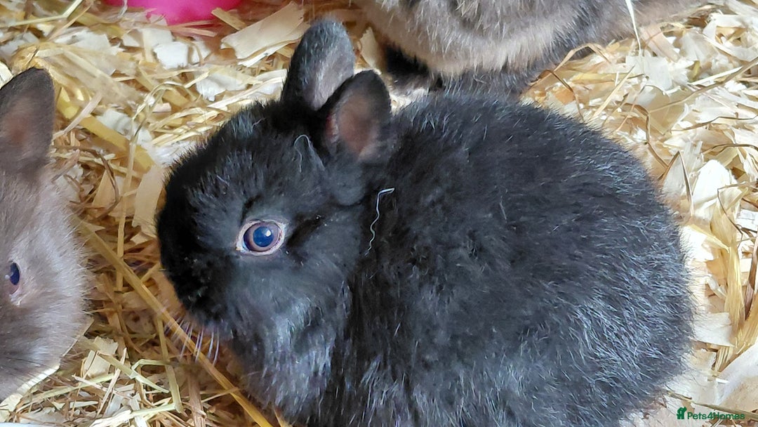 Netherland Dwarf rabbits for sale: Netherland dwarf BLACK & A CHOC BUCK  TO RESERVE  - Advert 15
