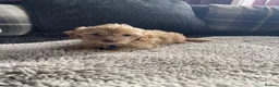 Cockapoo dogs for sale: f1b miniature dna health tested cockerpoos  - Advert 32
