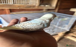 Budgerigars birds for sale: Baby budgies  in Nelson - Image 2