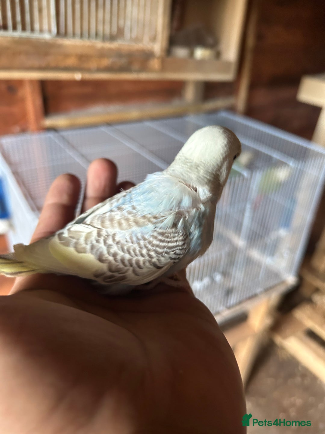 Budgerigars birds for sale: Baby budgies  in Nelson - Image 2