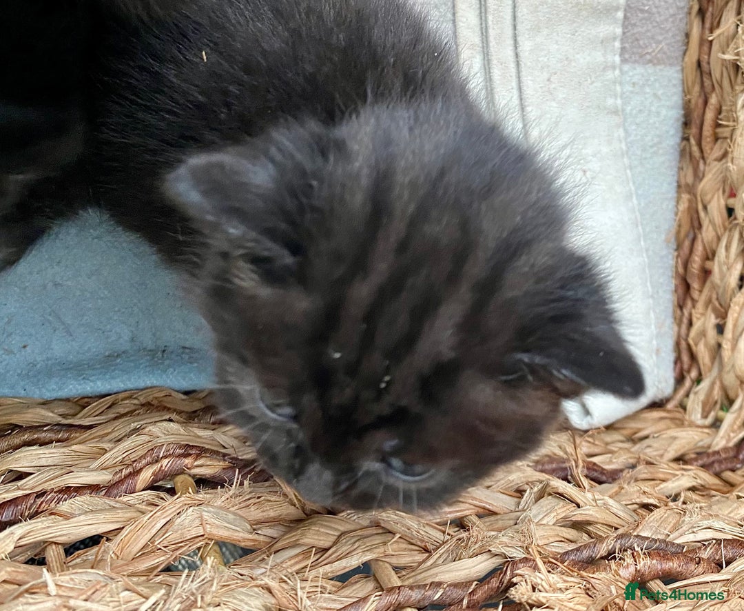 British Shorthair cats for sale: British shorthair black cross kittens  - Advert 10