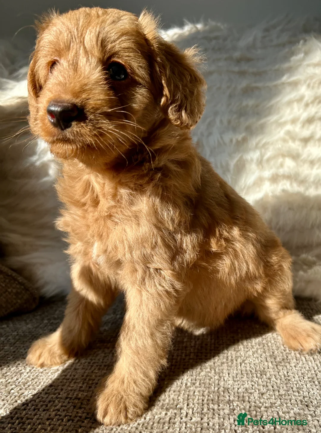 Mixed Breed dogs for sale: Tollerdoodle 3x Girls Available Now - Advert 21