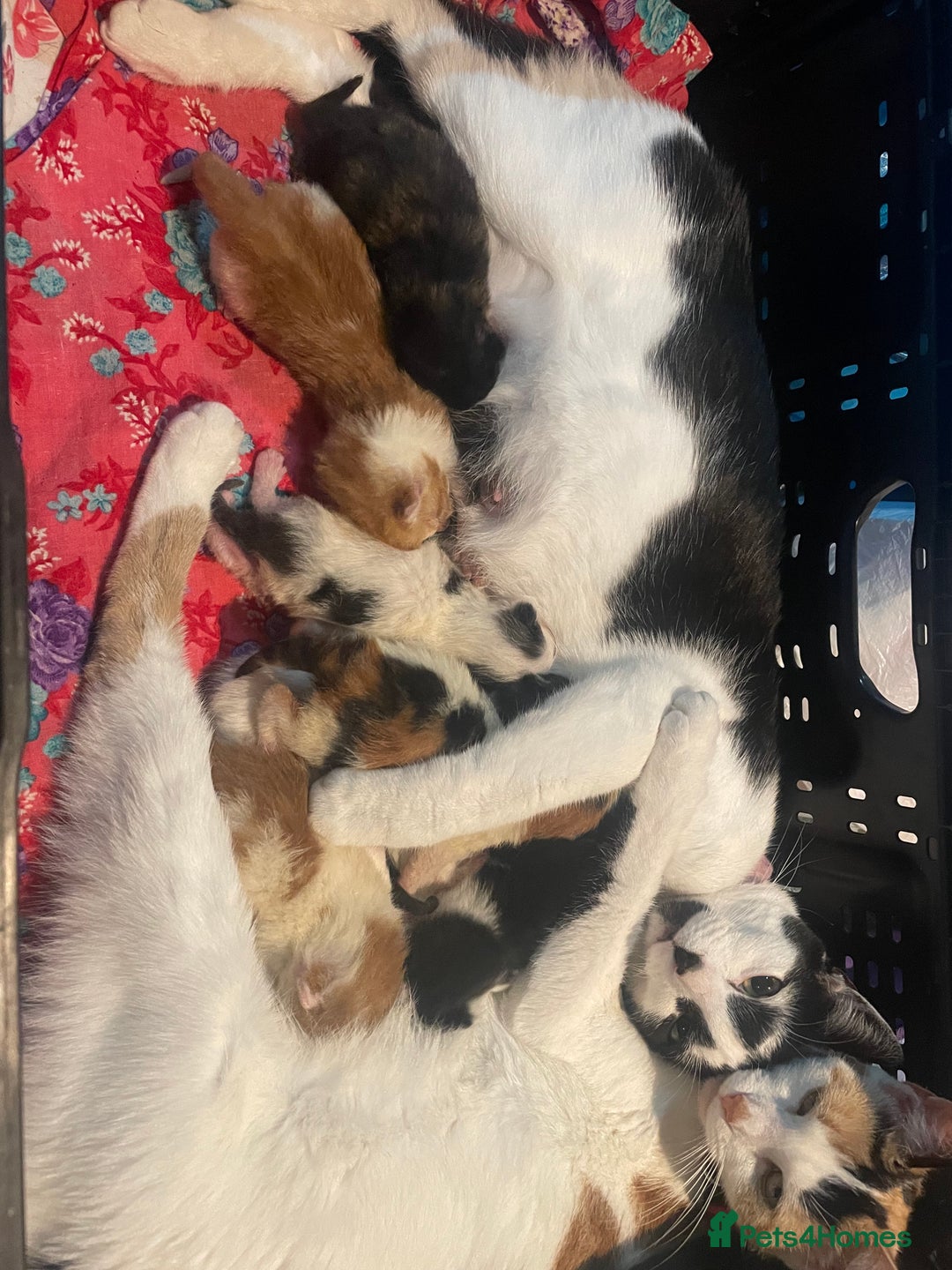 Mixed Breed cats for sale: Kitten  - Advert 8