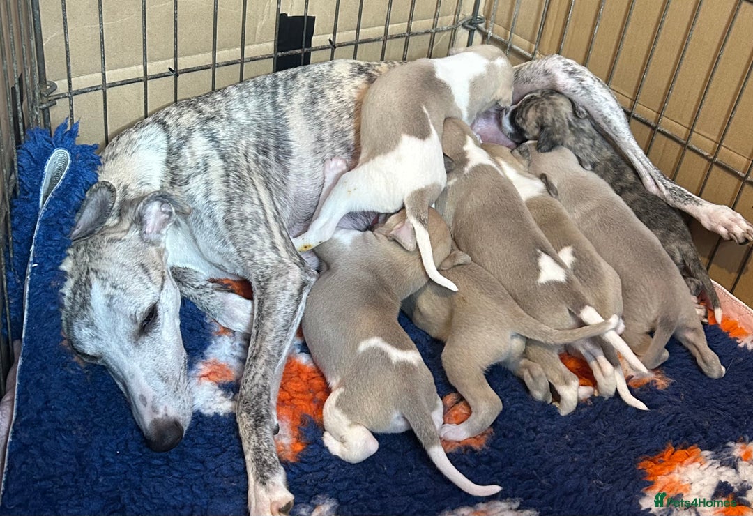 Whippet dogs for sale: Beautiful KC whippet puppies - Image 2