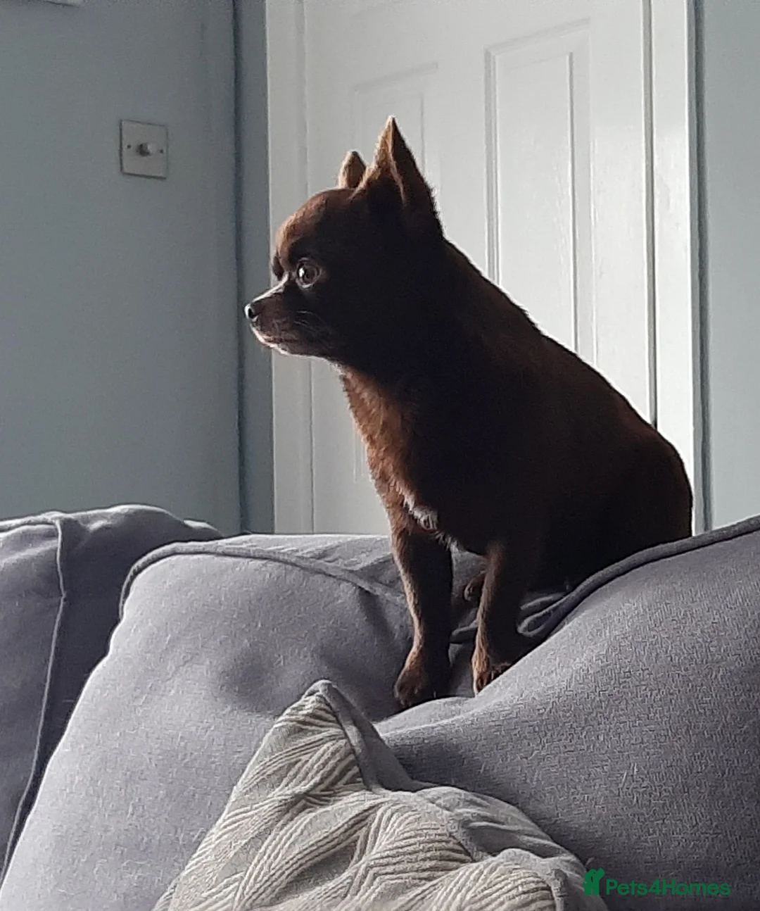 Chihuahua dogs for stud: FREDERICK VON LOVEHUNTER KC Champion heritage Stud in Chorley - Advert 16