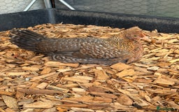 Chickens poultry for sale: Bantam gold welbar  - Image 5