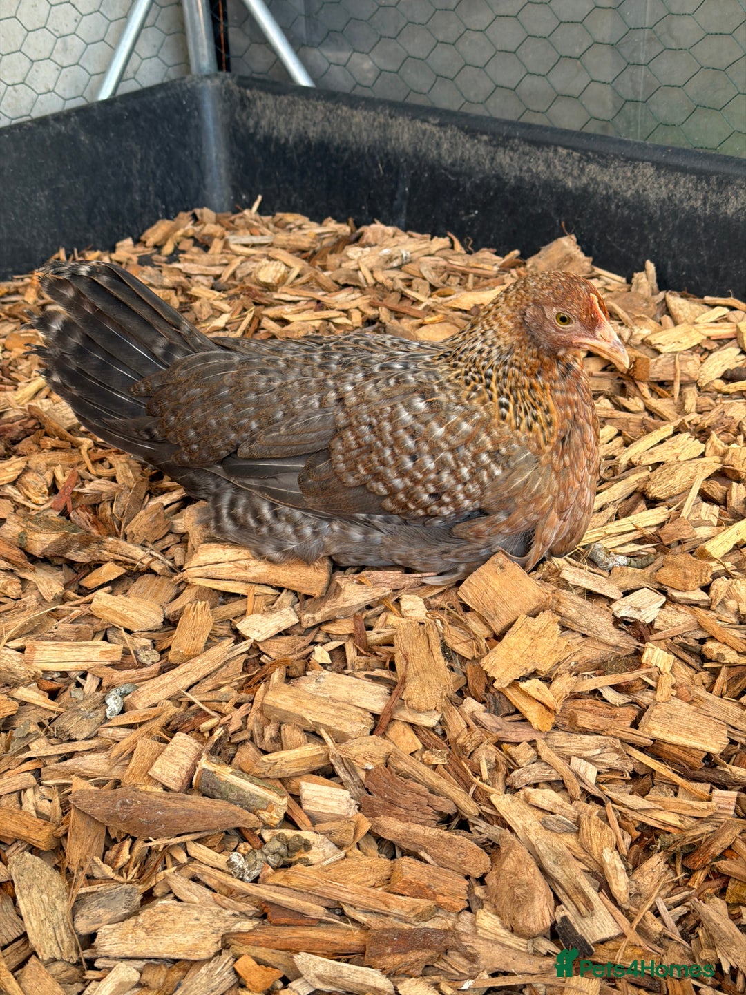 Chickens poultry for sale: Bantam gold welbar  - Image 5