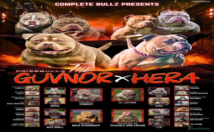 American Bully dogs Extraordinary Pocket Bully pups - Advert 3