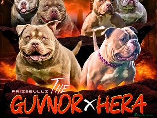 American Bully dogs for sale: Extraordinary Pocket Bully pups - Advert 1