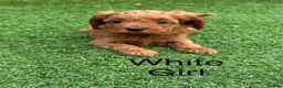 Cavapoo dogs for sale: Backcrossed/ F1b cavapoo - Advert 14