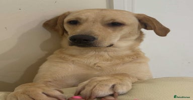 Labrador Retriever dogs - Advert 4