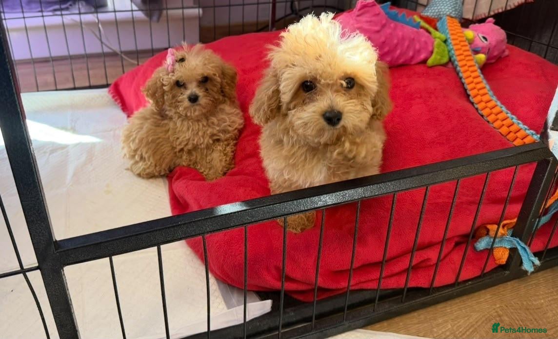 Poochon dogs Health Tested Fully Vaccinated Poochon Puppies - Advert 1