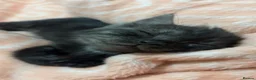 Mixed Breed cats for sale: Male kitten in Aberdeen - Advert 2