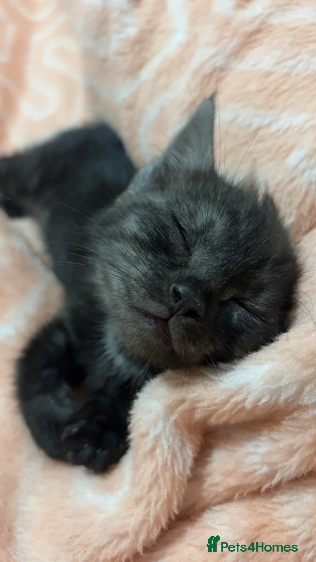 Mixed Breed cats for sale: Male kitten in Aberdeen - Advert 2