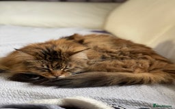 Maine Coon cats for sale: 11 year old Maine coon girl for rehome - Image 9