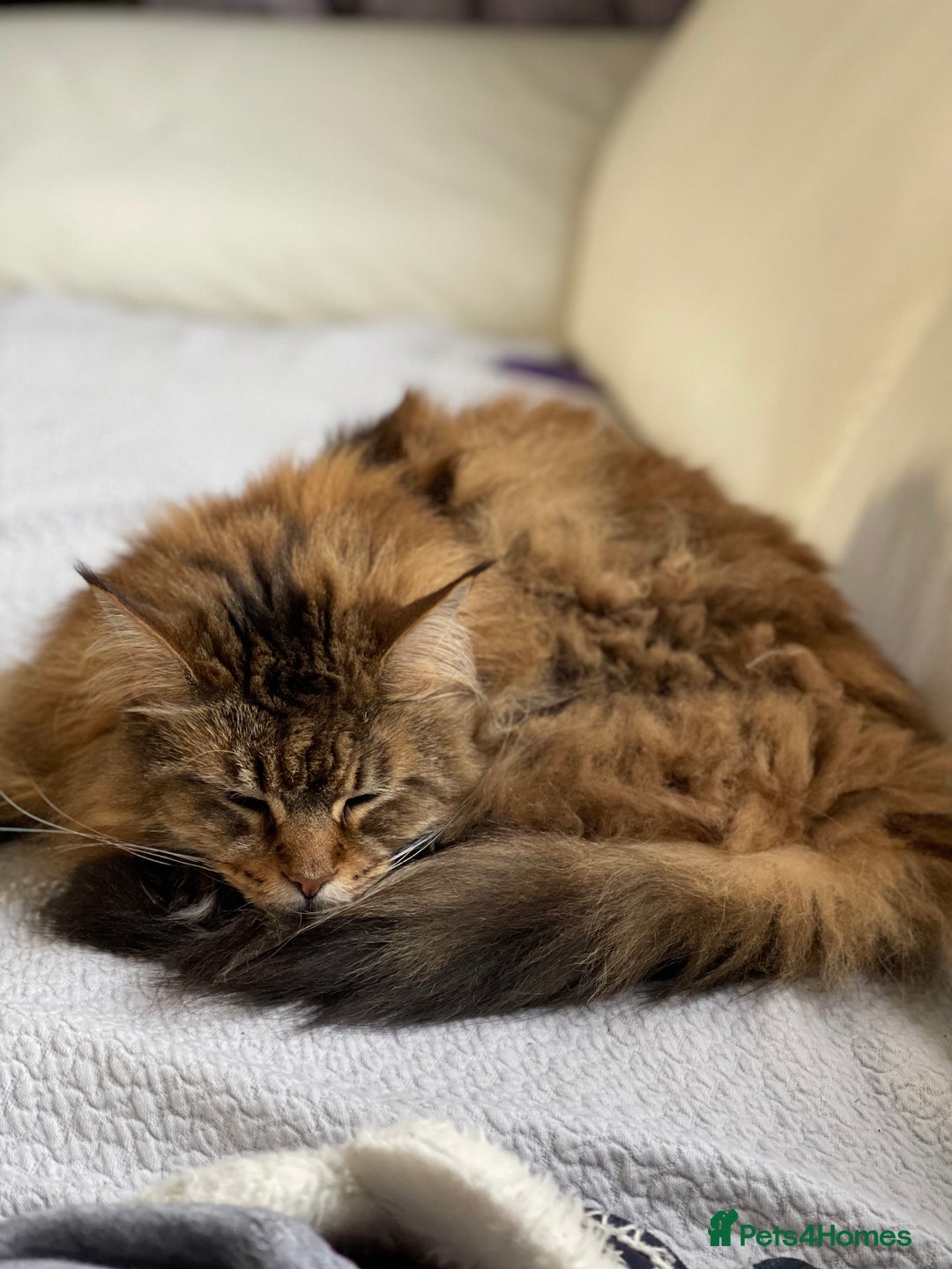 Maine Coon cats for sale: 11 year old Maine coon girl for rehome - Image 9