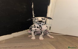 Dalmatian dogs for sale: Dalmatian - Image 2