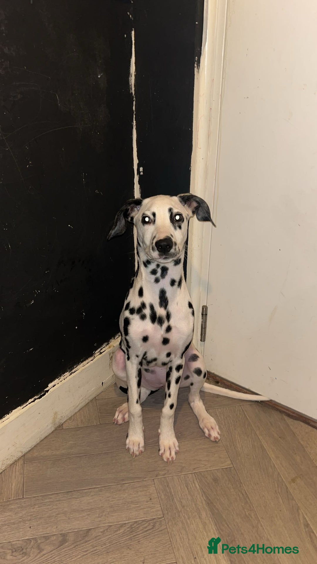 Dalmatian dogs for sale: Dalmatian - Image 2
