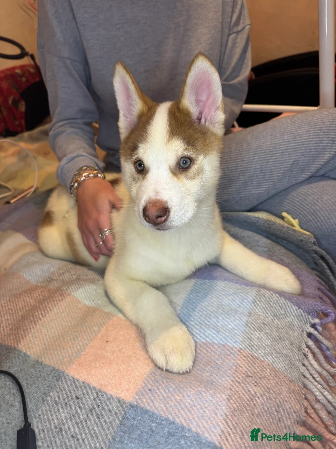 Siberian Husky dogs for sale: Siberian husky  - Advert 23