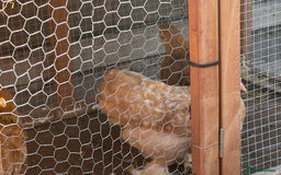Chickens poultry for sale: Peckin bantams - Image 3