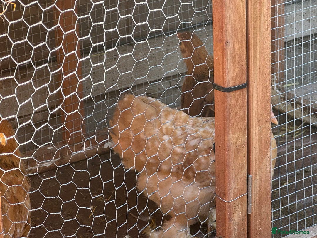 Chickens poultry for sale: Peckin bantams - Image 3