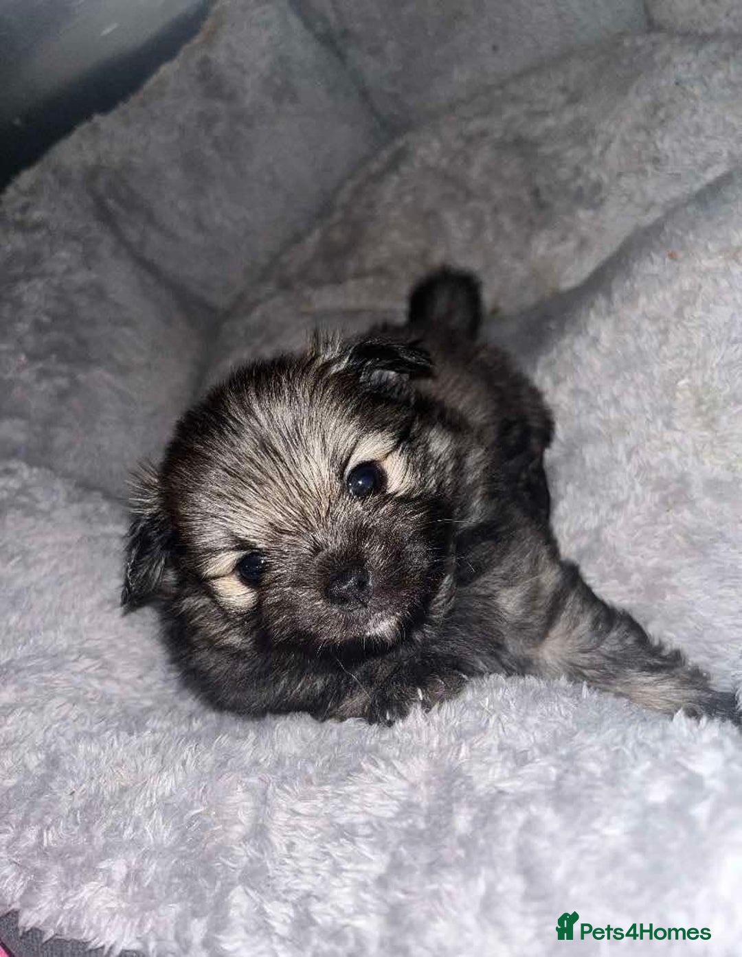 Pomchi dogs for sale: 3 pomchis looking for there forever homes 🐶 - Image 3