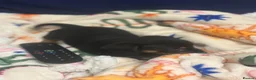 Mixed Breed dogs for sale: Adorable Dameranian puppy’s  - Advert 8