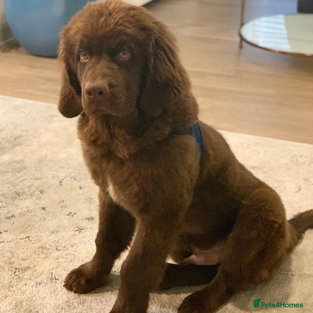 Newfoundland dogs for sale: Adorable Newfoundland Puppy - Image 1
