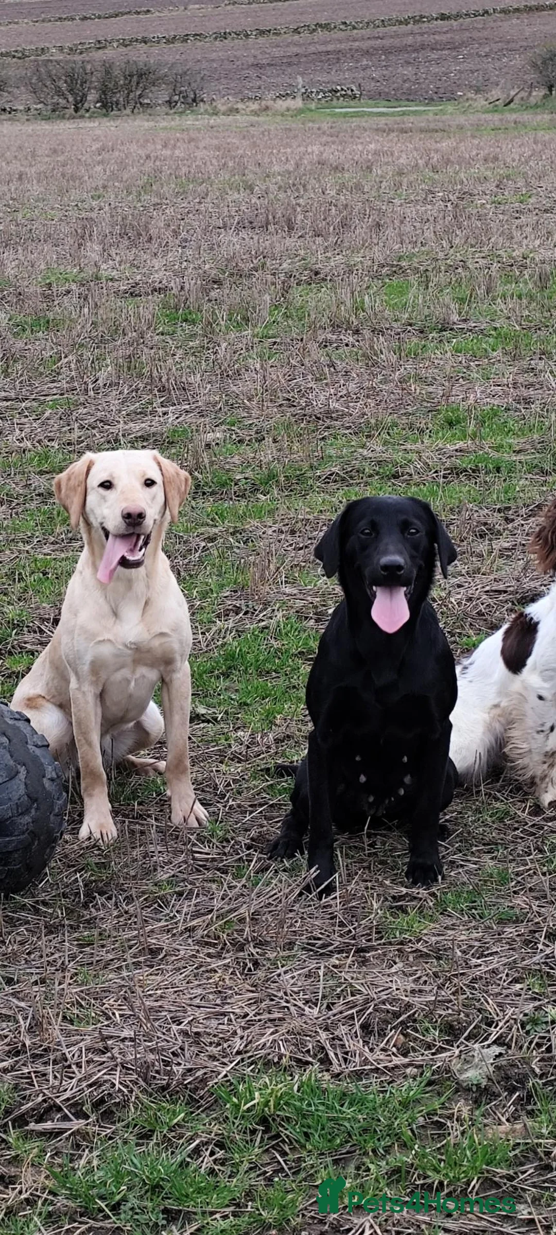 Labrador Retriever dogs for sale: Labrador pups  in Inverurie - Advert 2