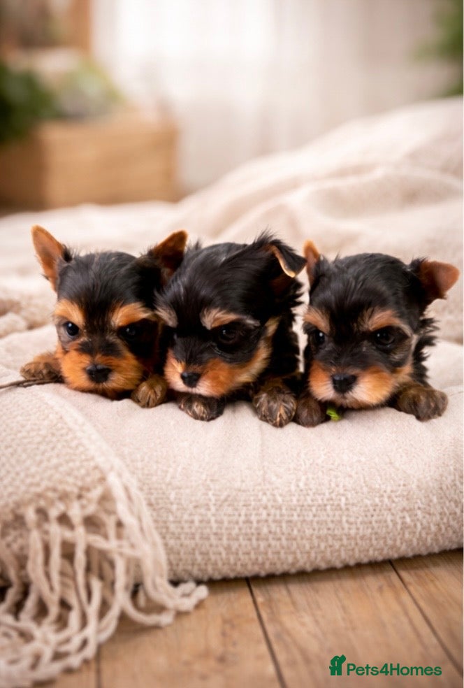 Yorkshire Terrier dogs ❣️Miniature Yorkshire Terriers – 4 Boys ❣️❣️ - Advert 11