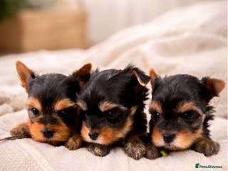 Yorkshire Terrier dogs ❣️Miniature Yorkshire Terriers – 4 Boys VERY SMALL - Advert 7