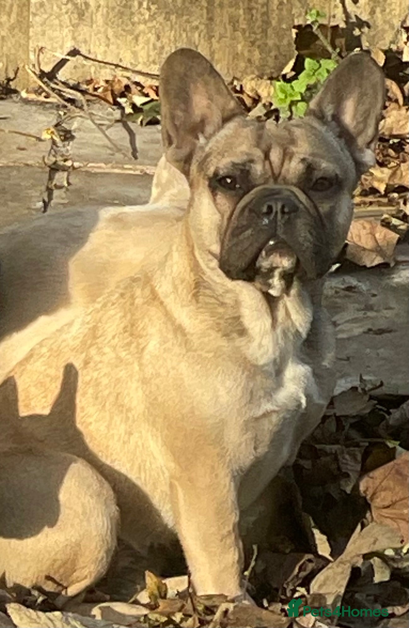 French Bulldog dogs KC HEALTH TESTED FRENCH BULLDOGS SPAYED GIRLS  - Advert 14