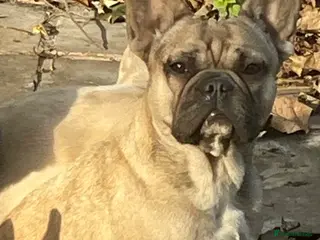 French Bulldog dogs KC HEALTH TESTED FRENCH BULLDOGS SPAYED GIRLS - Advert 14